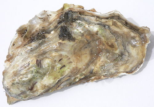 Oyster Urdu Meaning Of Oyster