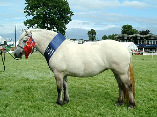 Pony Urdu Meaning Of Pony