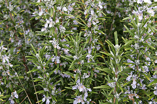 rosemary-urdu-meaning-of-rosemary