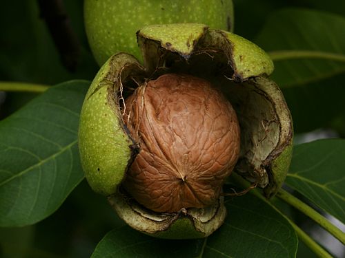 Walnut Marathi Meaning Of Walnut